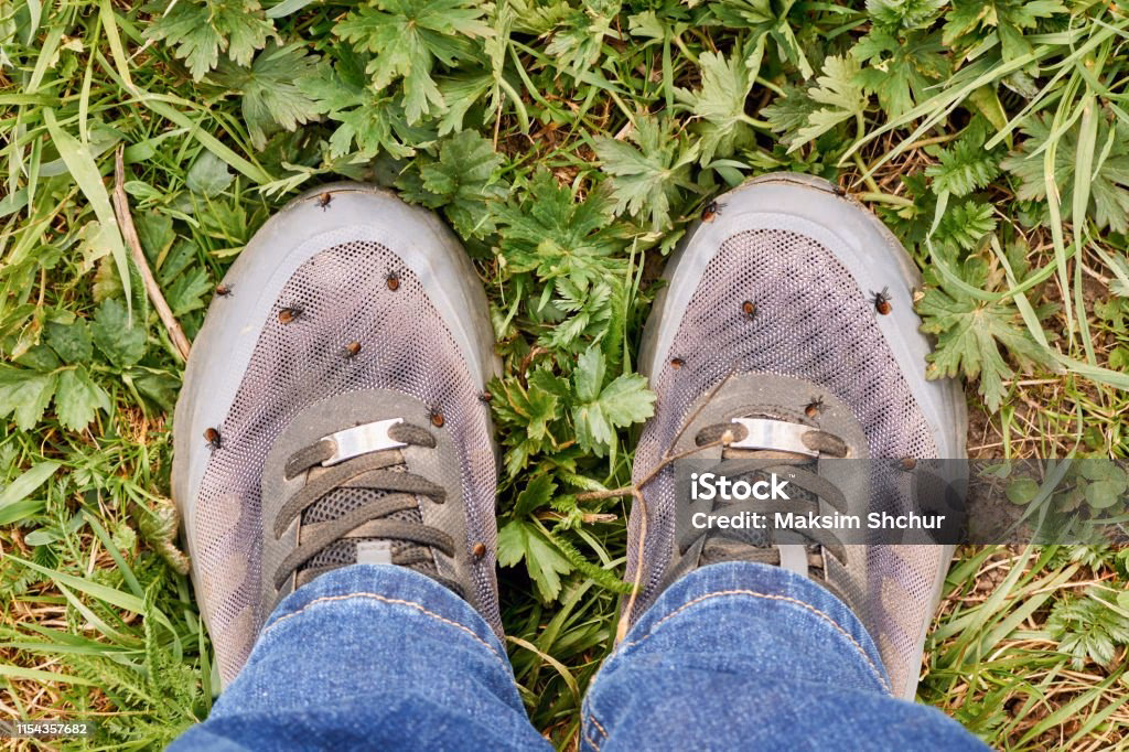 ¿Cómo prevenir los problemas de salud causados por los ácaros?