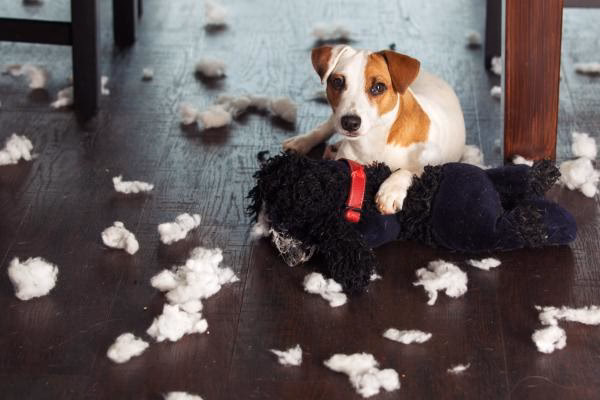 ¿Cómo educar a un perro para que no muerda?