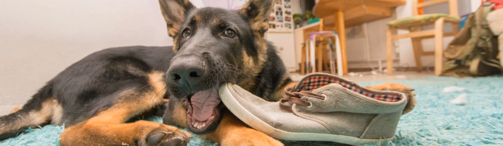 ¿Cómo entrenar a un perro?
