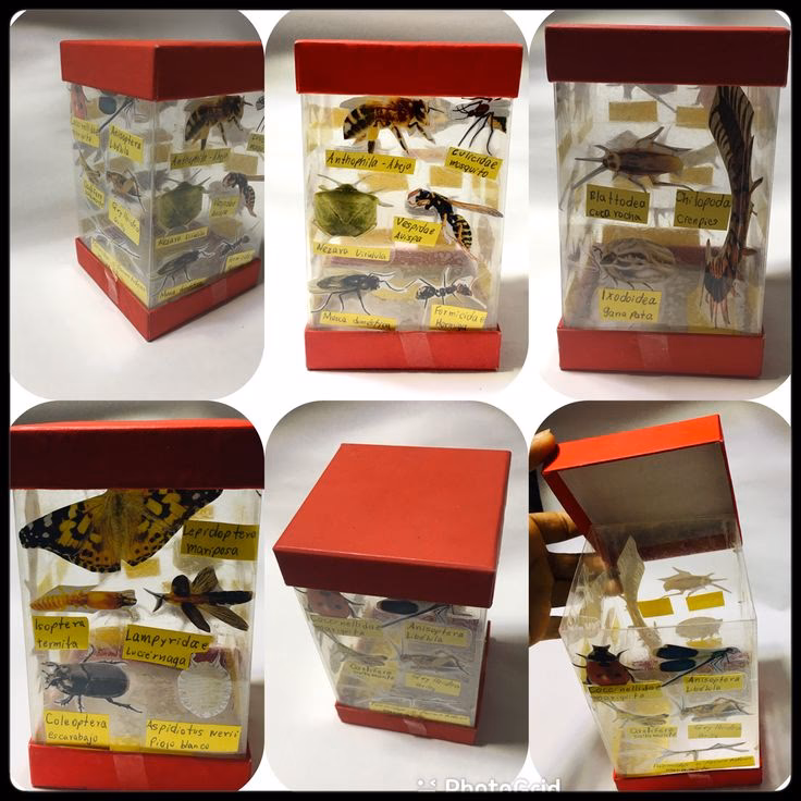 ¿Cómo proteger los zapatos de los insectos?