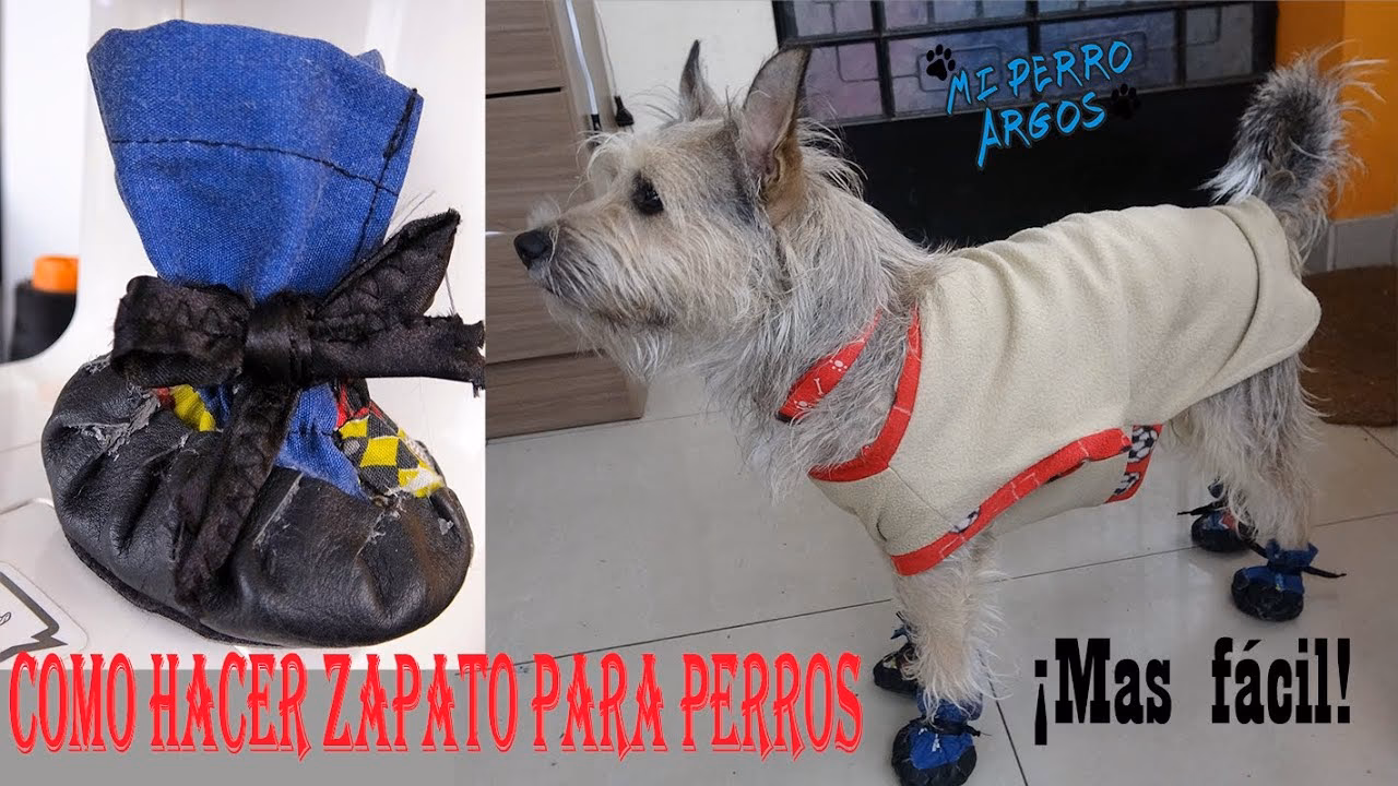 ¿Es recomendable ponerle calzado a los perros?