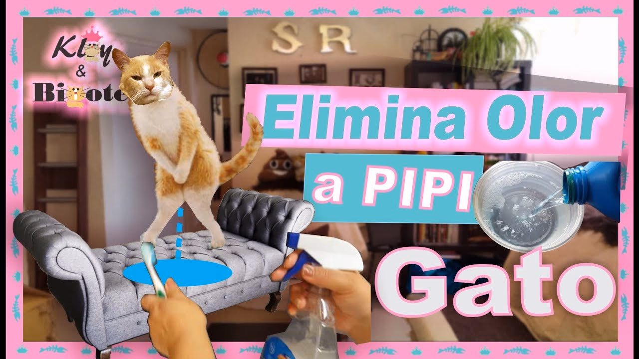 ¿Cómo eliminar el olor a orín de las mascotas?