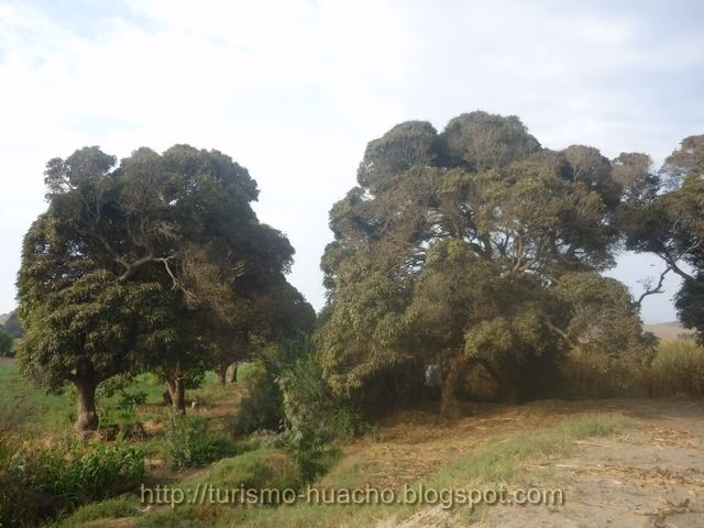 ¿Cuál es el distrito de Santa Maria?