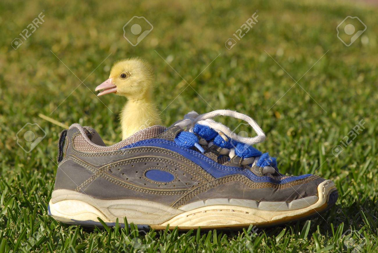 ¿Por qué se llaman los zapatos de la cuenta del Pato?