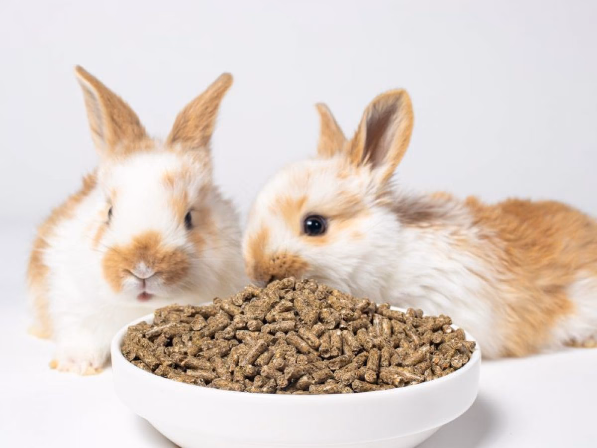 ¿Por qué los conejos comen zanahoria?