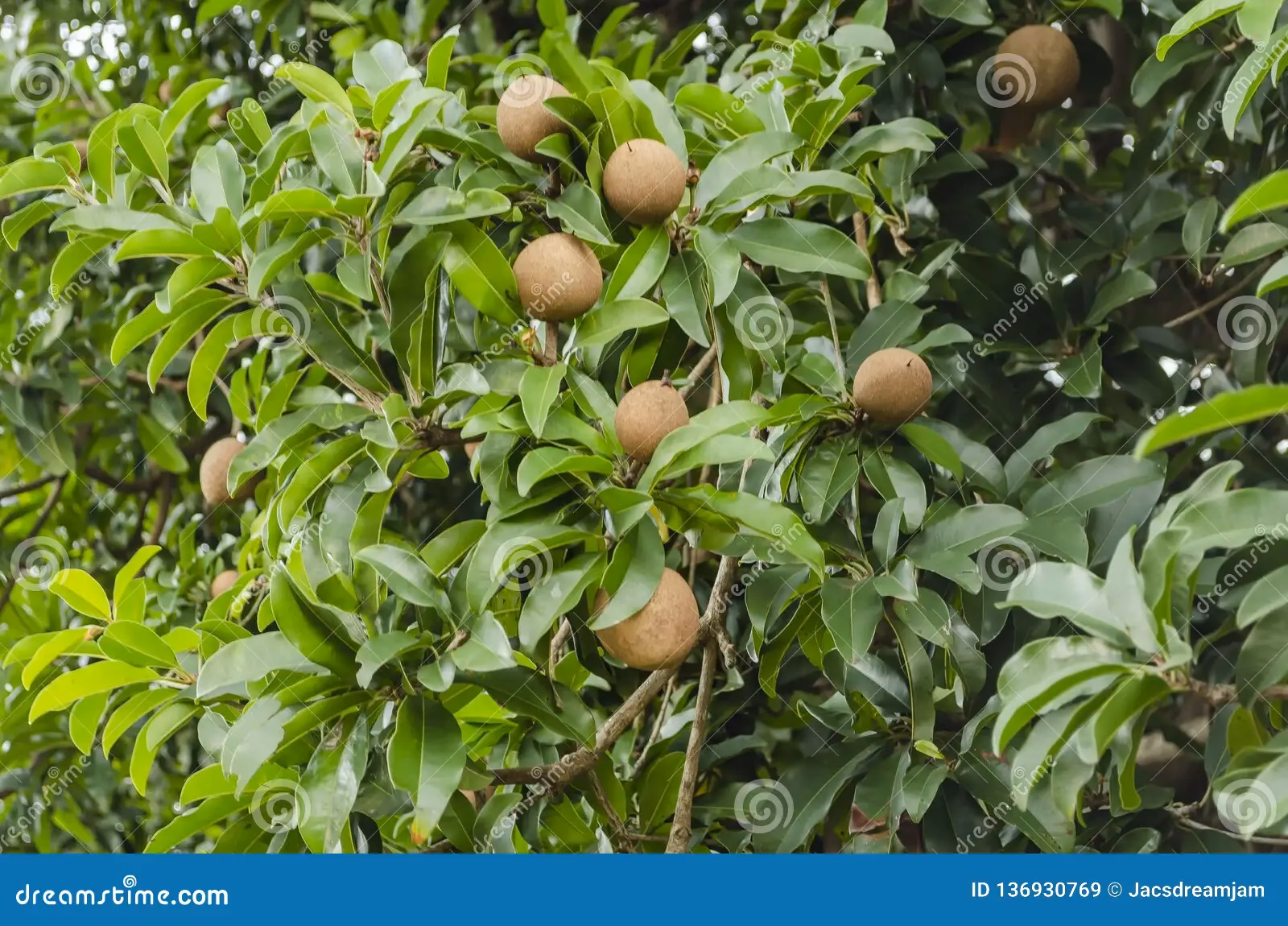 ¿Qué condiciones son necesarias para el cultivo de Zapote?