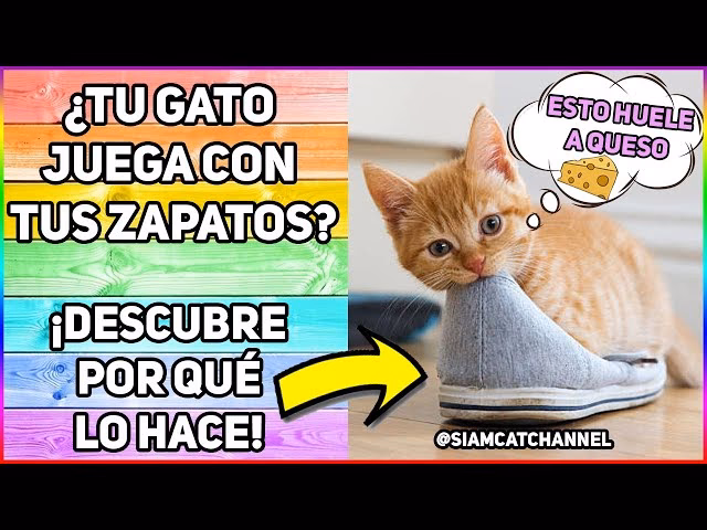 ¿Qué es el olor de un gato?