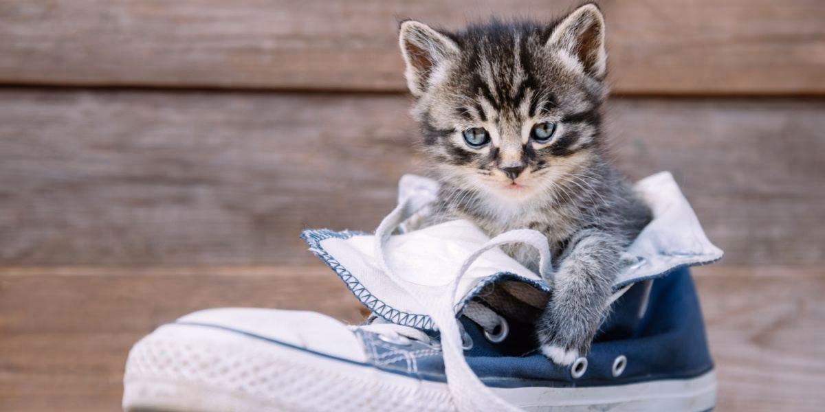 ¿Por qué los gatos orinan?