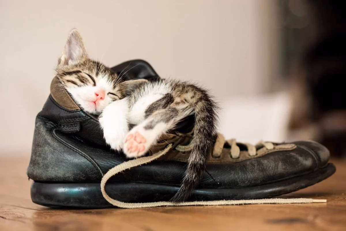¿Por qué mi gato usa los zapatos?