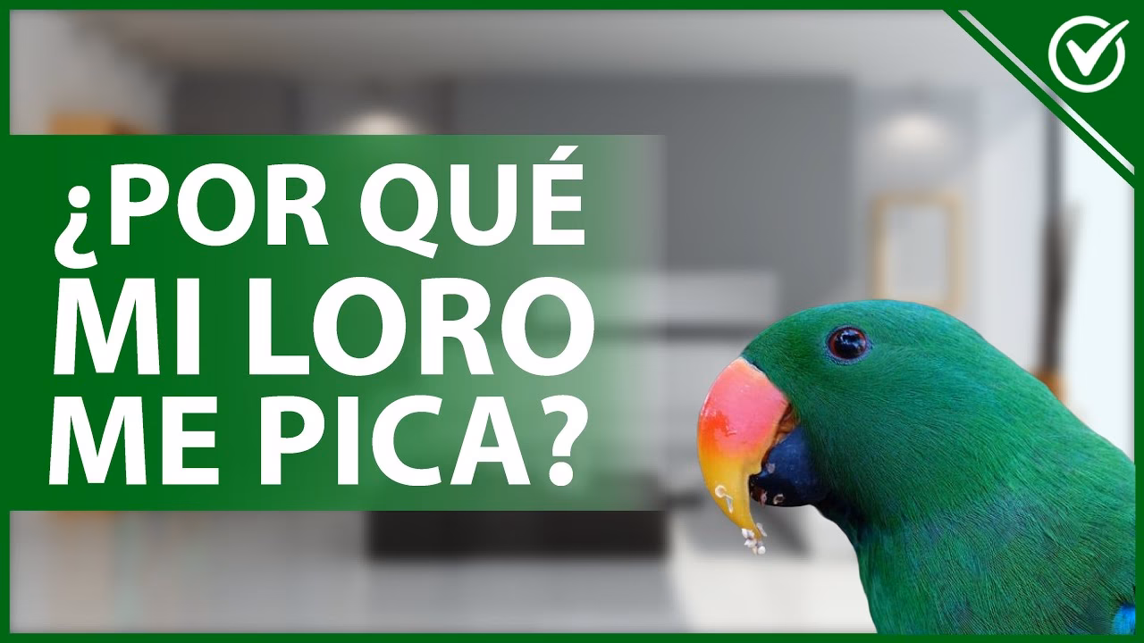 ¿Qué pasa si mi perro muerde la zapatilla?