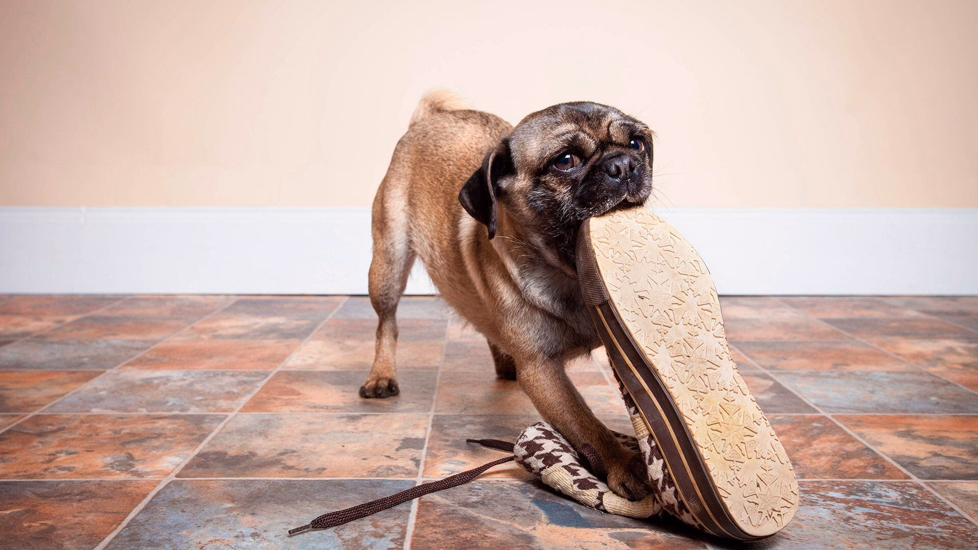 ¿Por qué mi perro huela más de lo normal de vez en cuando?