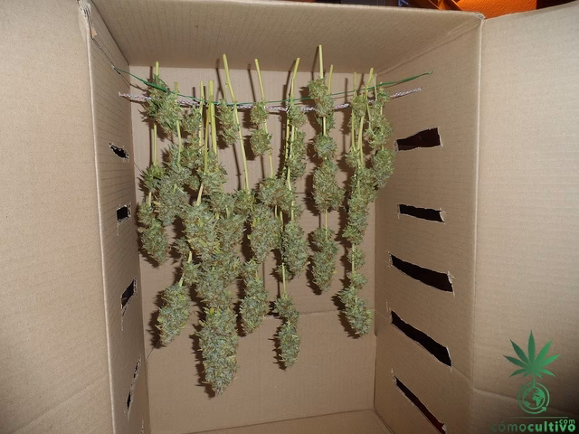 ¿Qué pasa si fumas cogollos que se secan rápido?