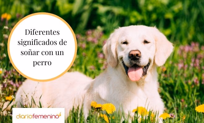 ¿Por Qué perdemos a mi perro en sueños?