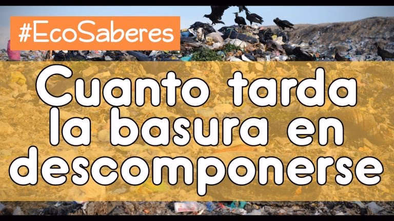 ¿Cuál es la vida útil de un calzado?