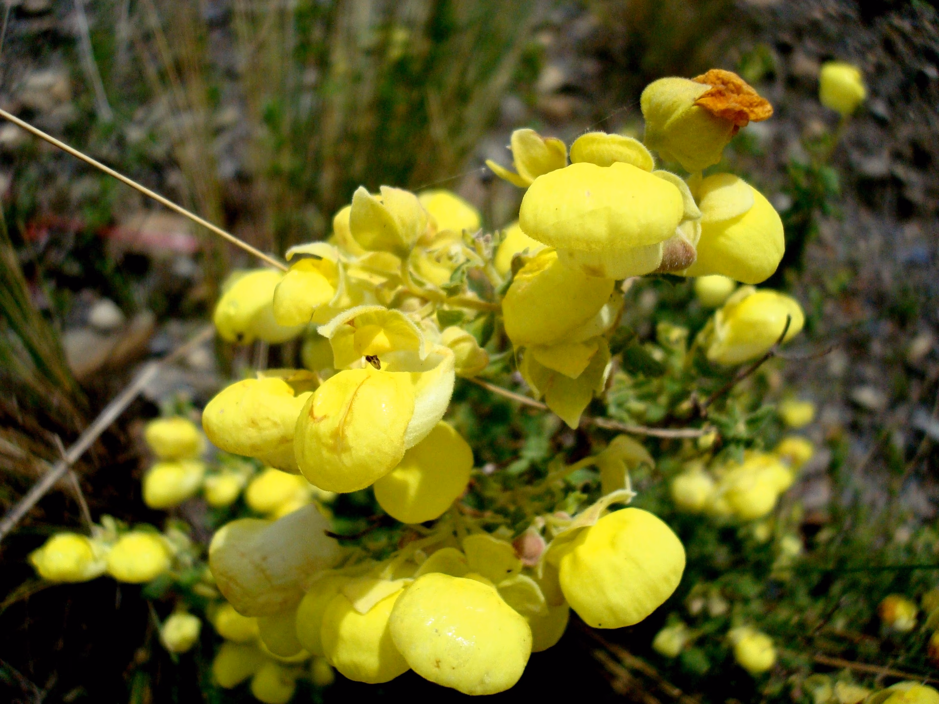 ¿Cómo se llama el zapato de mula?