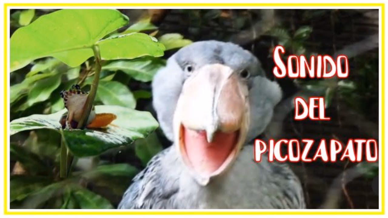 ¿Cuál es el fonema de zapato?