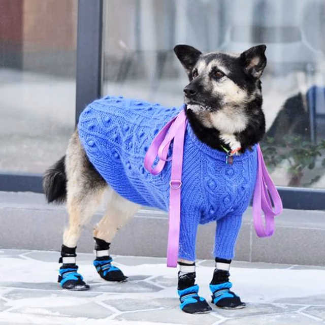 ¿Qué productos ofrece AliExpress para perros?