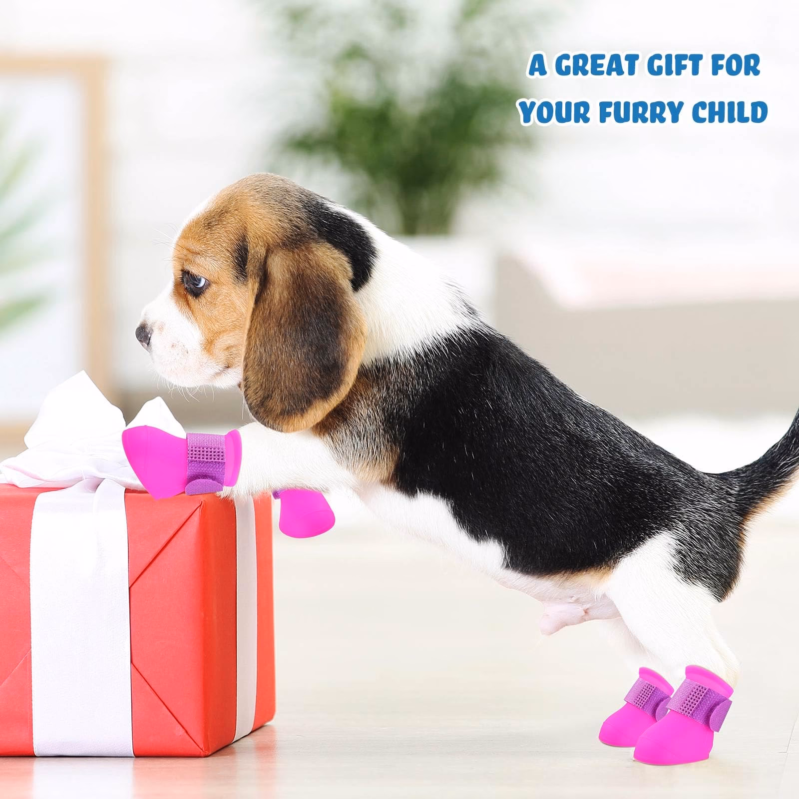 ¿Dónde puedo comprar un beagle?