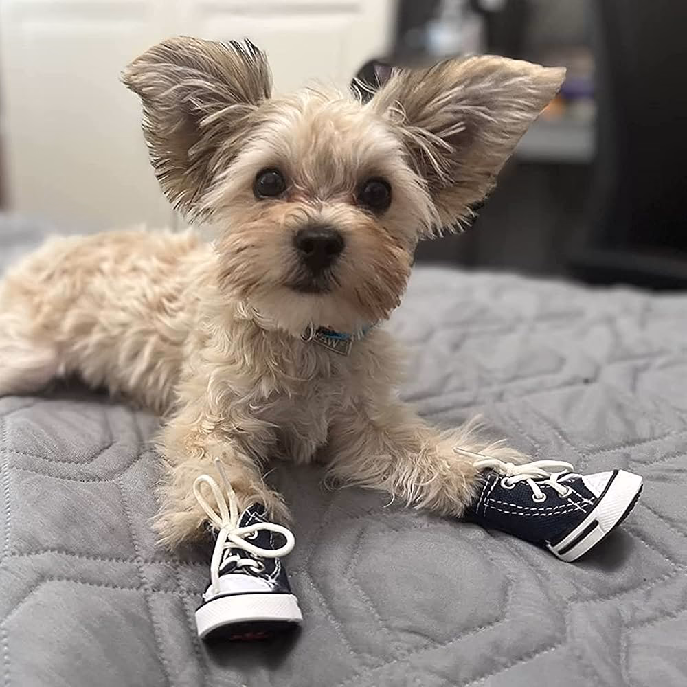 ¿Cuál es la inspiración para los zapatos de su cocker spaniel?